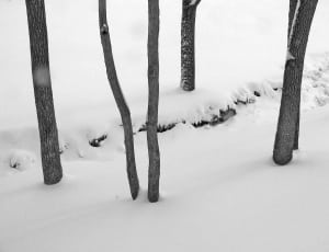 black trees and snow covered ground thumbnail