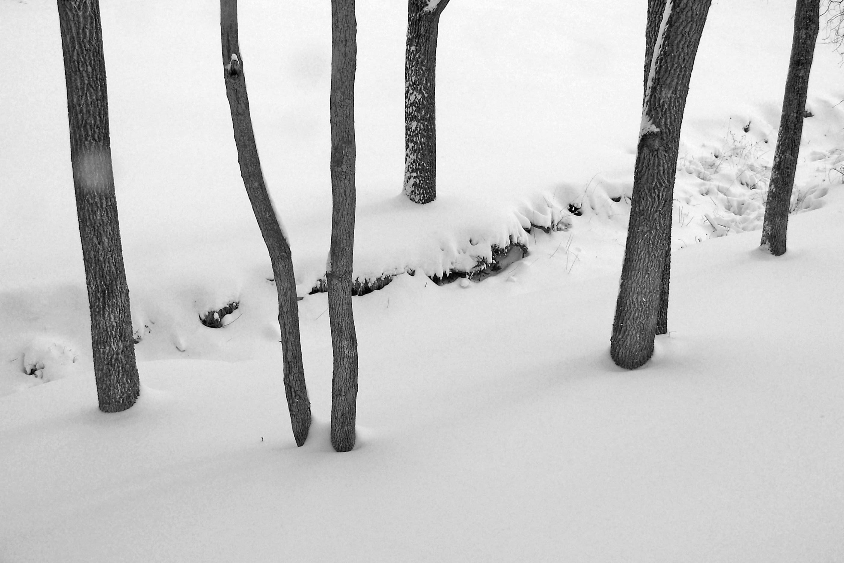 black trees and snow covered ground