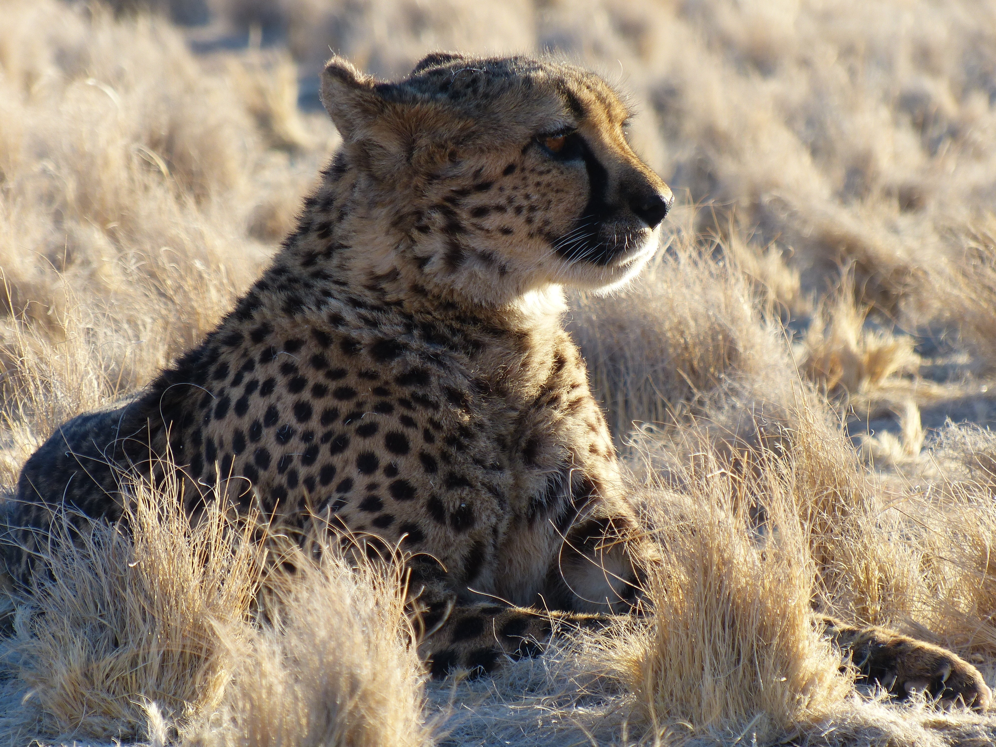 Cheetah, Namibia, Safari, Africa, animals in the wild, one animal