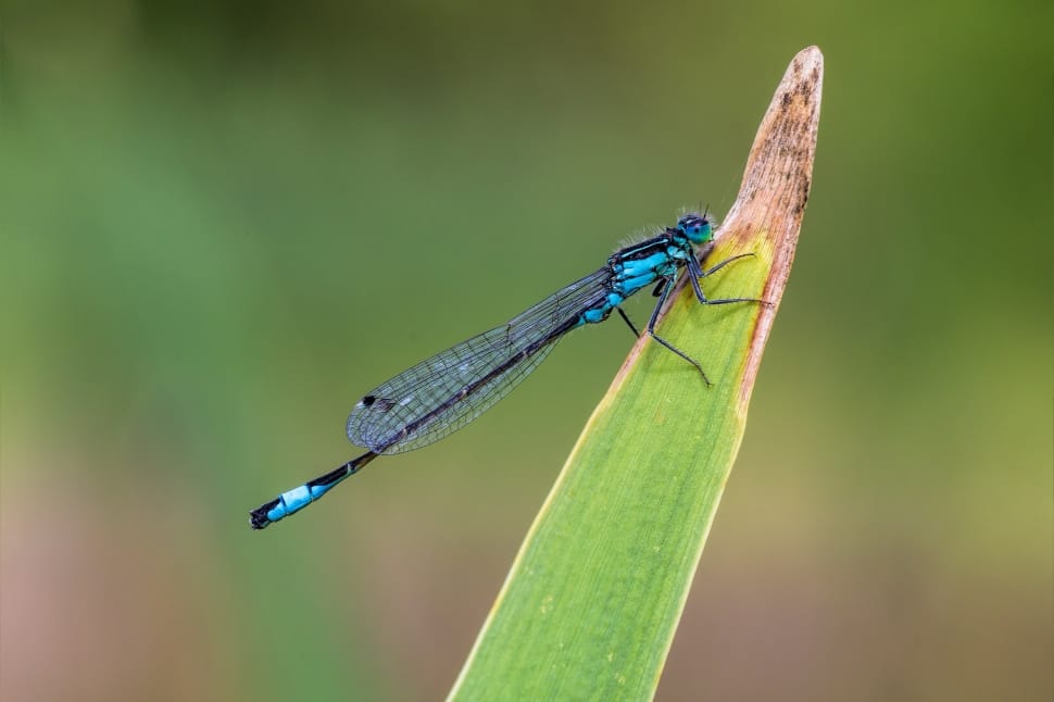 blue dragonfly preview