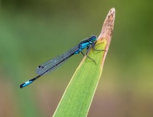 blue dragonfly thumbnail