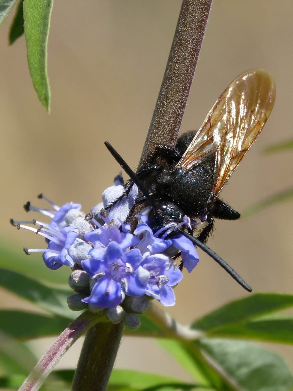black carpenter bee on purple flower preview