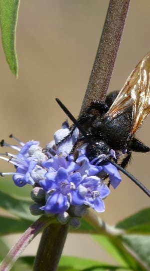 black carpenter bee on purple flower thumbnail