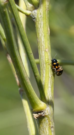 black and yellow insect thumbnail