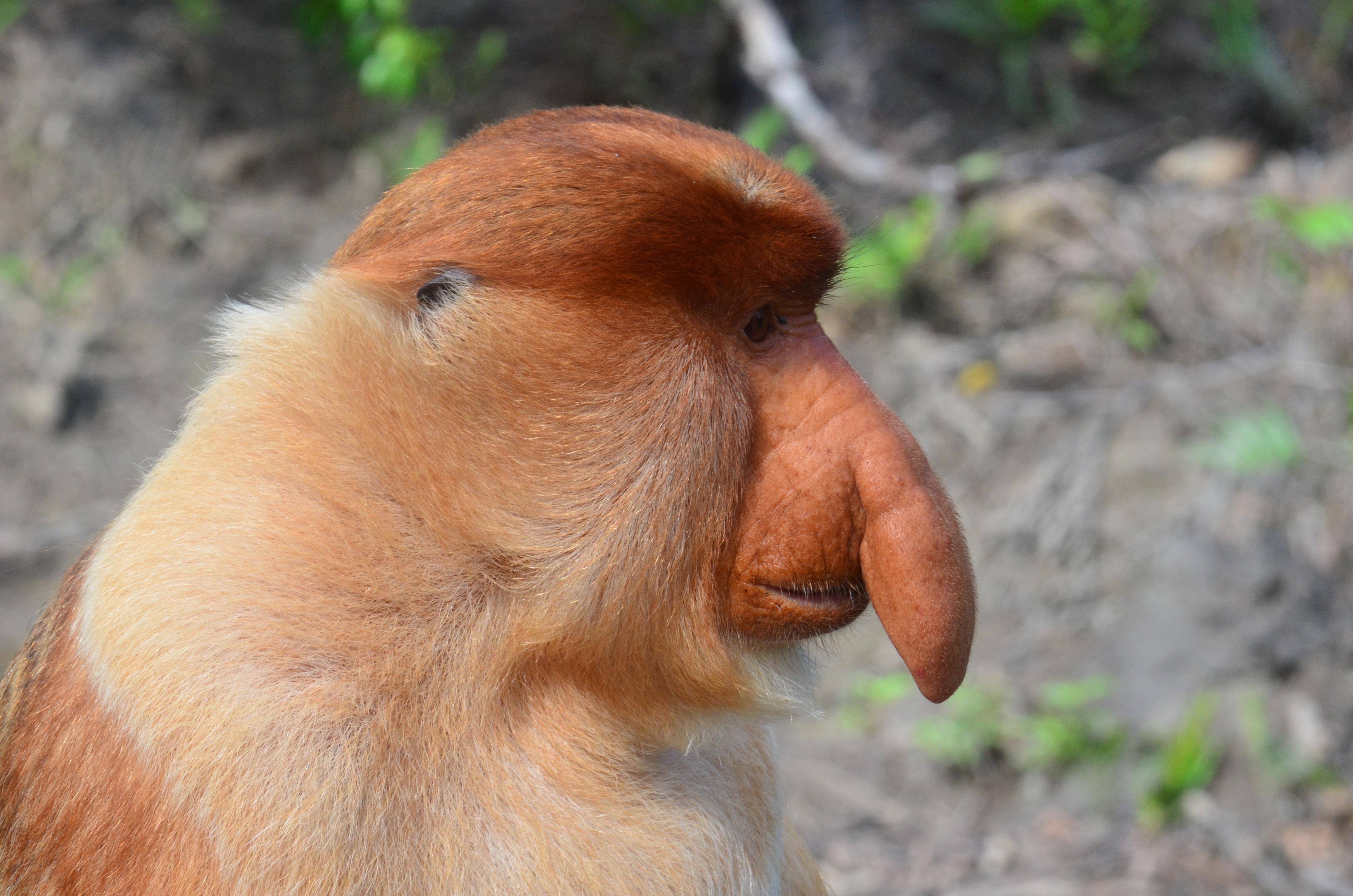 proboscis monkey wallpaper