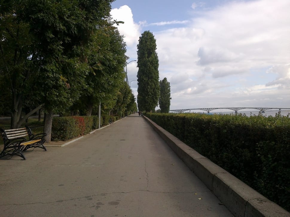 trees beside concrete road with bench preview