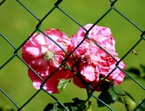 pink roses thumbnail