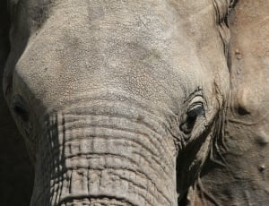 close up photography of elephant thumbnail