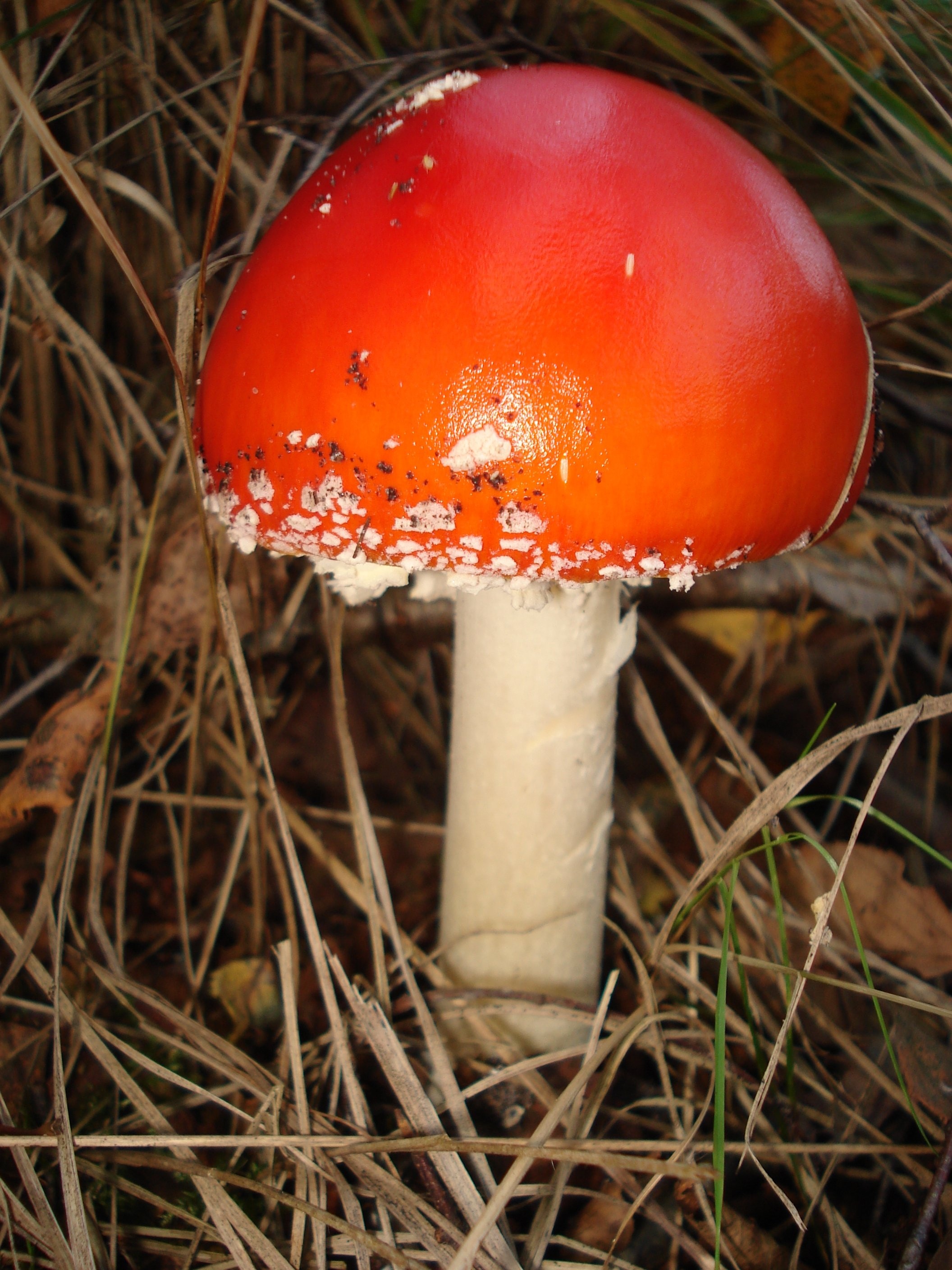 Какие грибы похожи на поганки. Мухомор красный Сибирский. Мухомор и поганка. Красная поганка гриб. Мухомор желтоножковый.