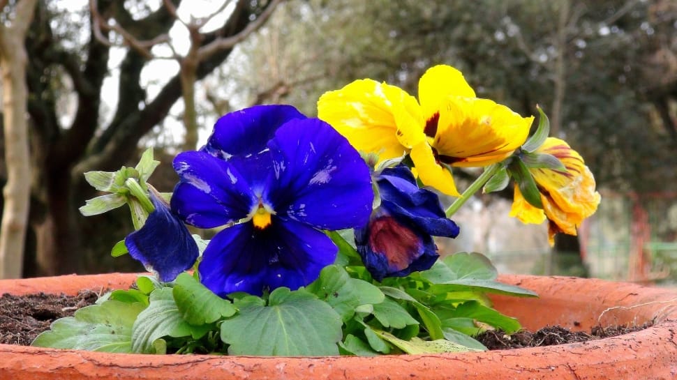 blue and yellow pansies preview