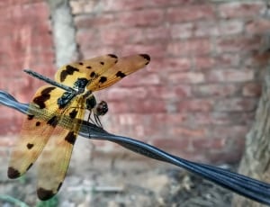 brown and black dragonfly thumbnail