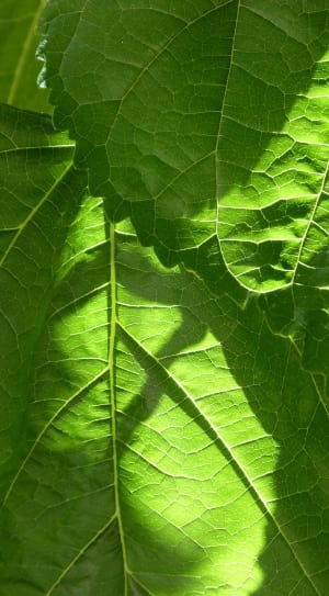 green leafs thumbnail