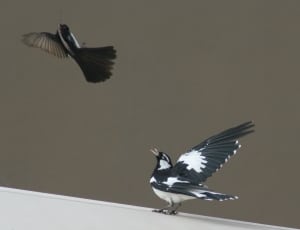 2 black and white birds thumbnail