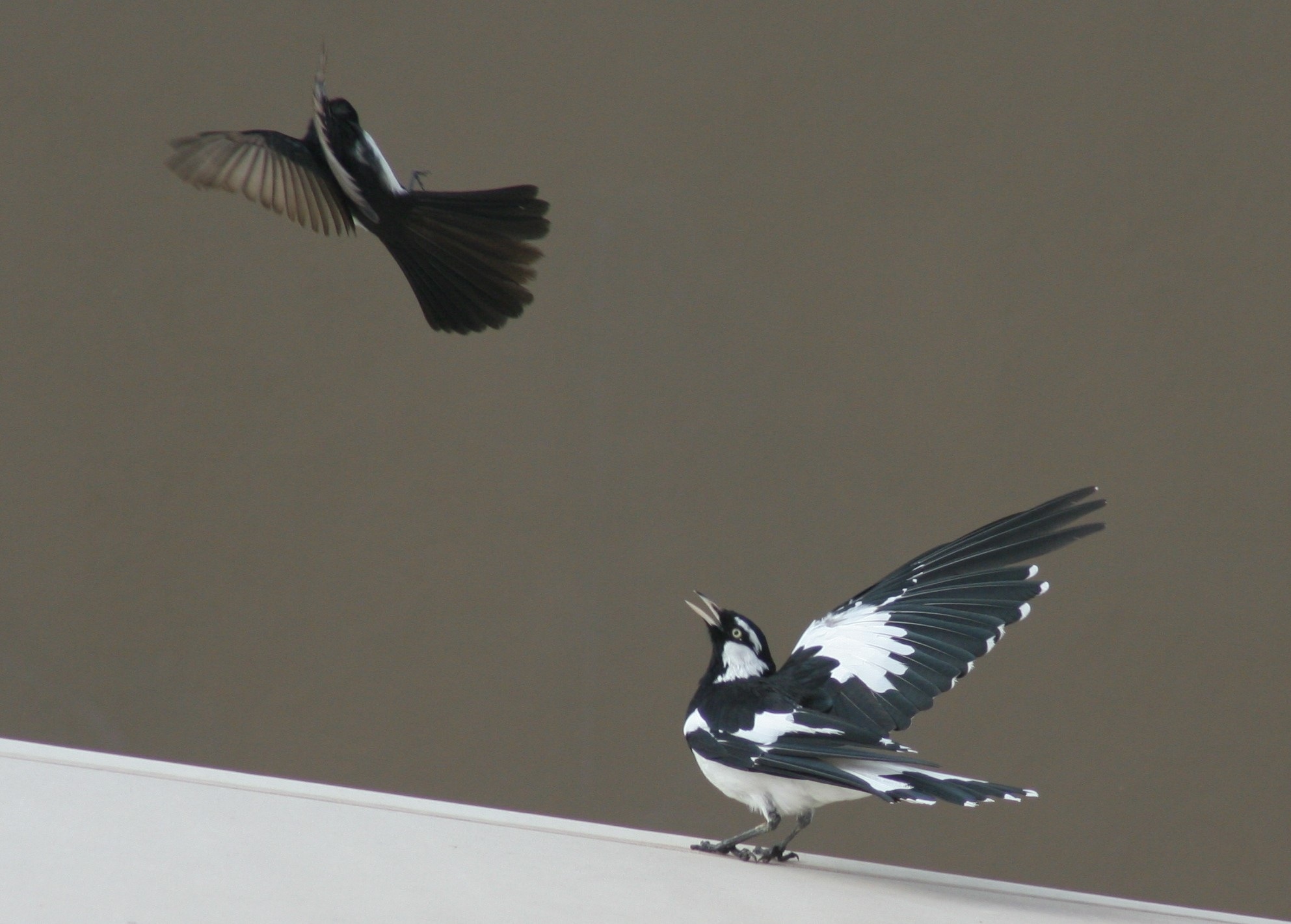 2 black and white birds