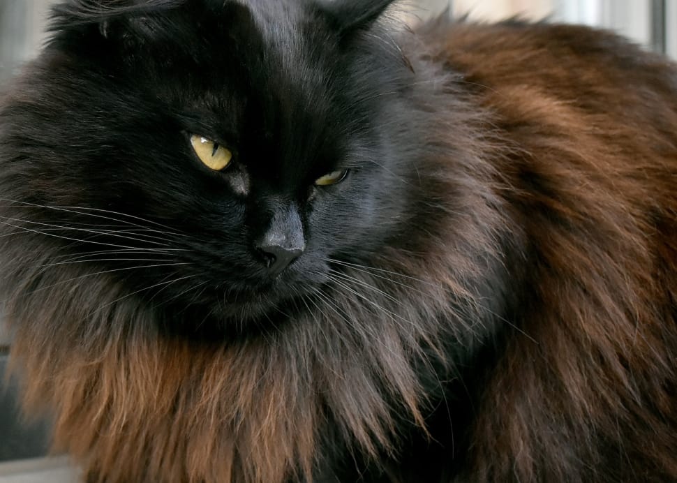 brown black cat free image | Peakpx