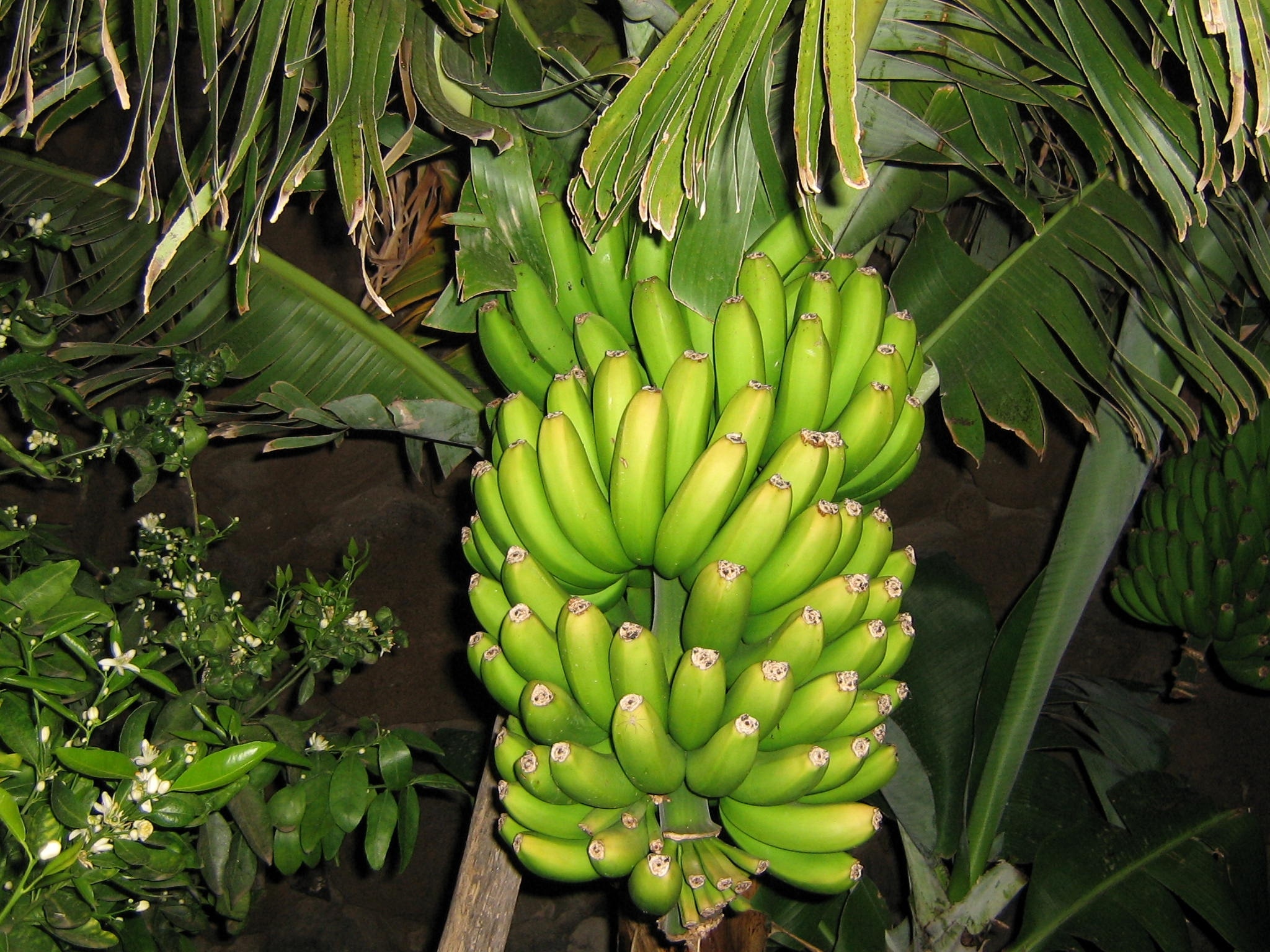 green banana lot