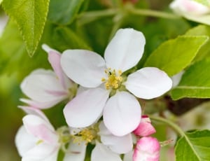 white cherry blossom thumbnail