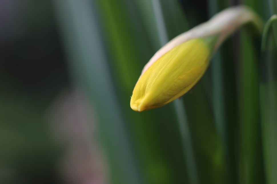Daffodil, Narcissus, Yellow, Blossom, growth, nature preview