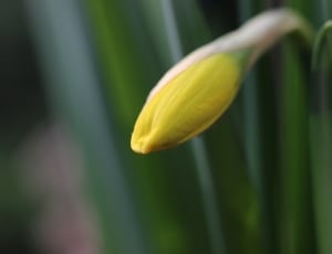 Daffodil, Narcissus, Yellow, Blossom, growth, nature thumbnail