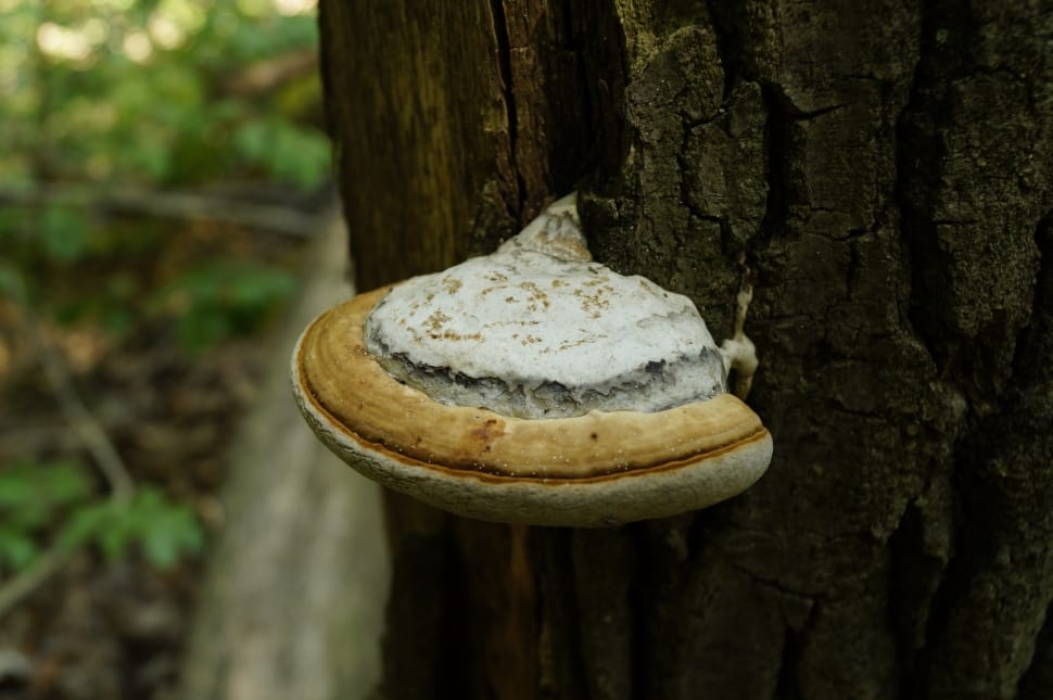 white and brown fungus on black bark tree trunk during daytime preview