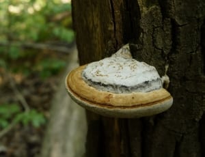 white and brown fungus on black bark tree trunk during daytime thumbnail