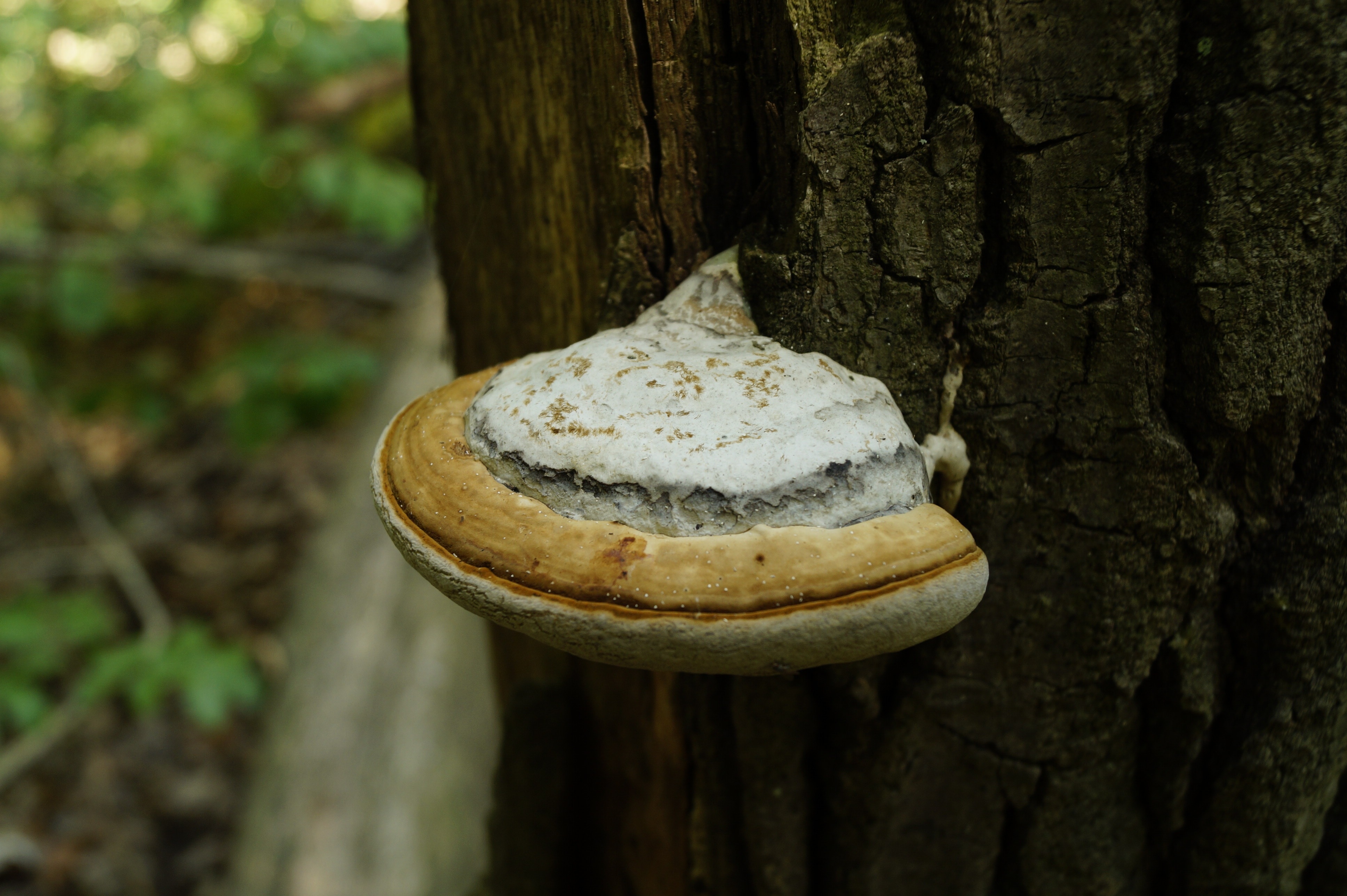 white and brown fungus on black bark tree trunk during daytime