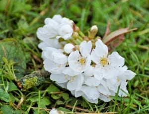 white flower lot thumbnail