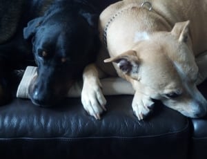 two dogs lying on the black leather sofa thumbnail