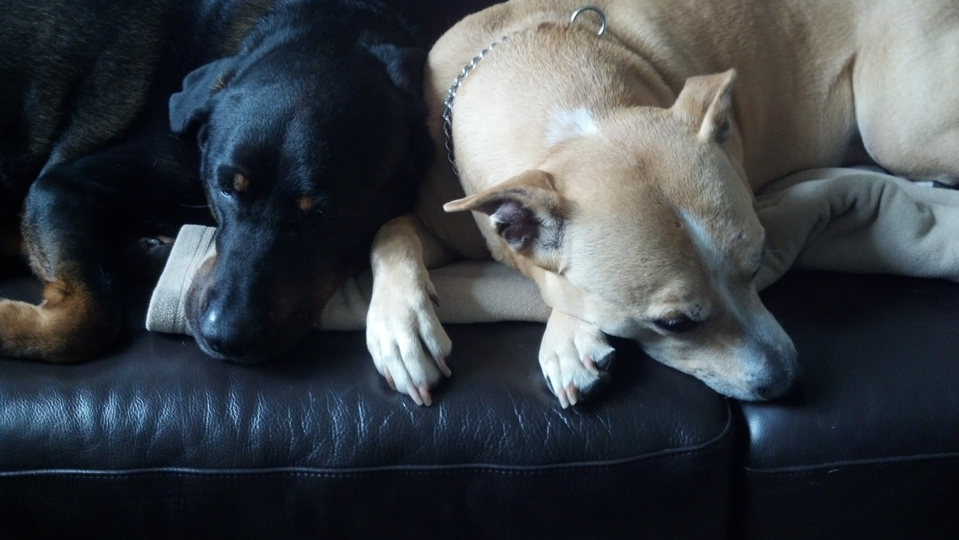 two dogs lying on the black leather sofa