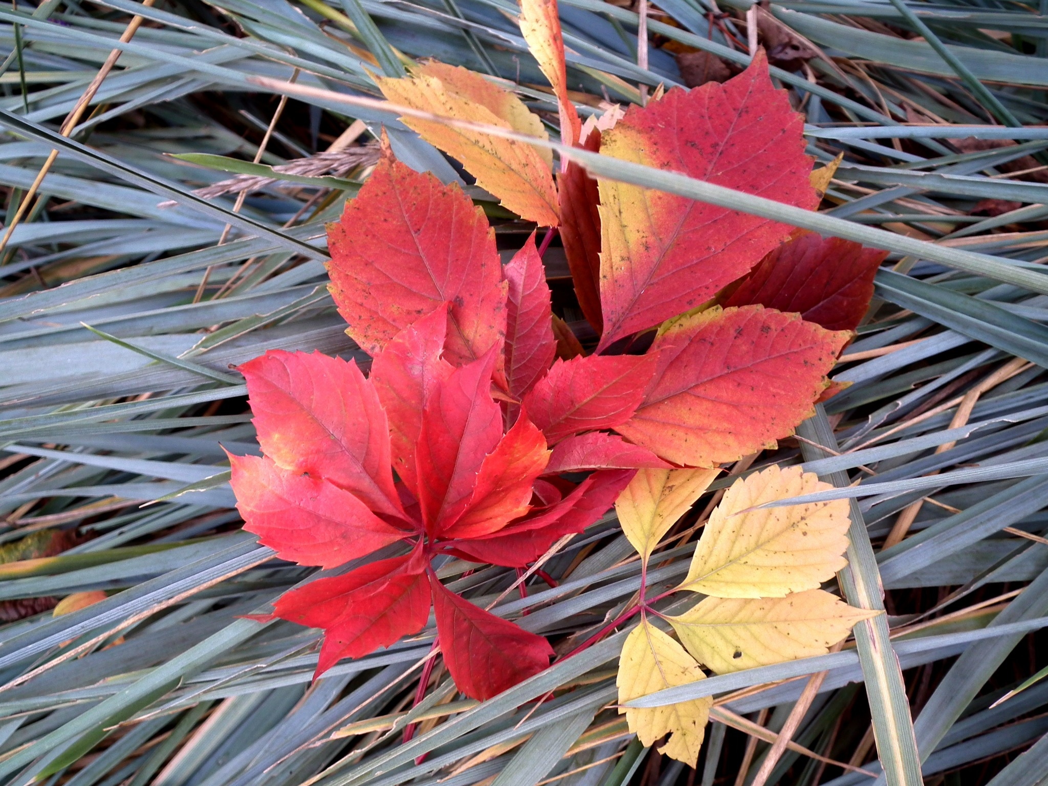 red and beige leaf