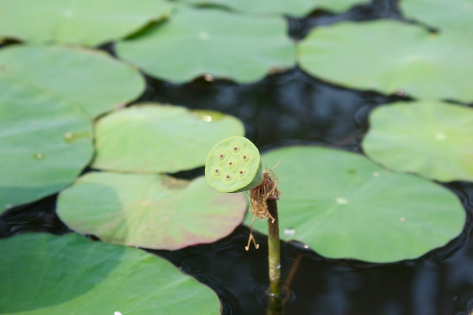 green water lily pad preview