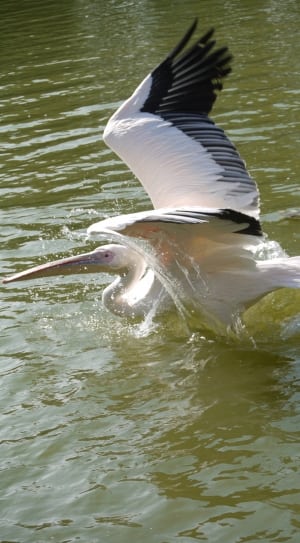 white and black pelican thumbnail