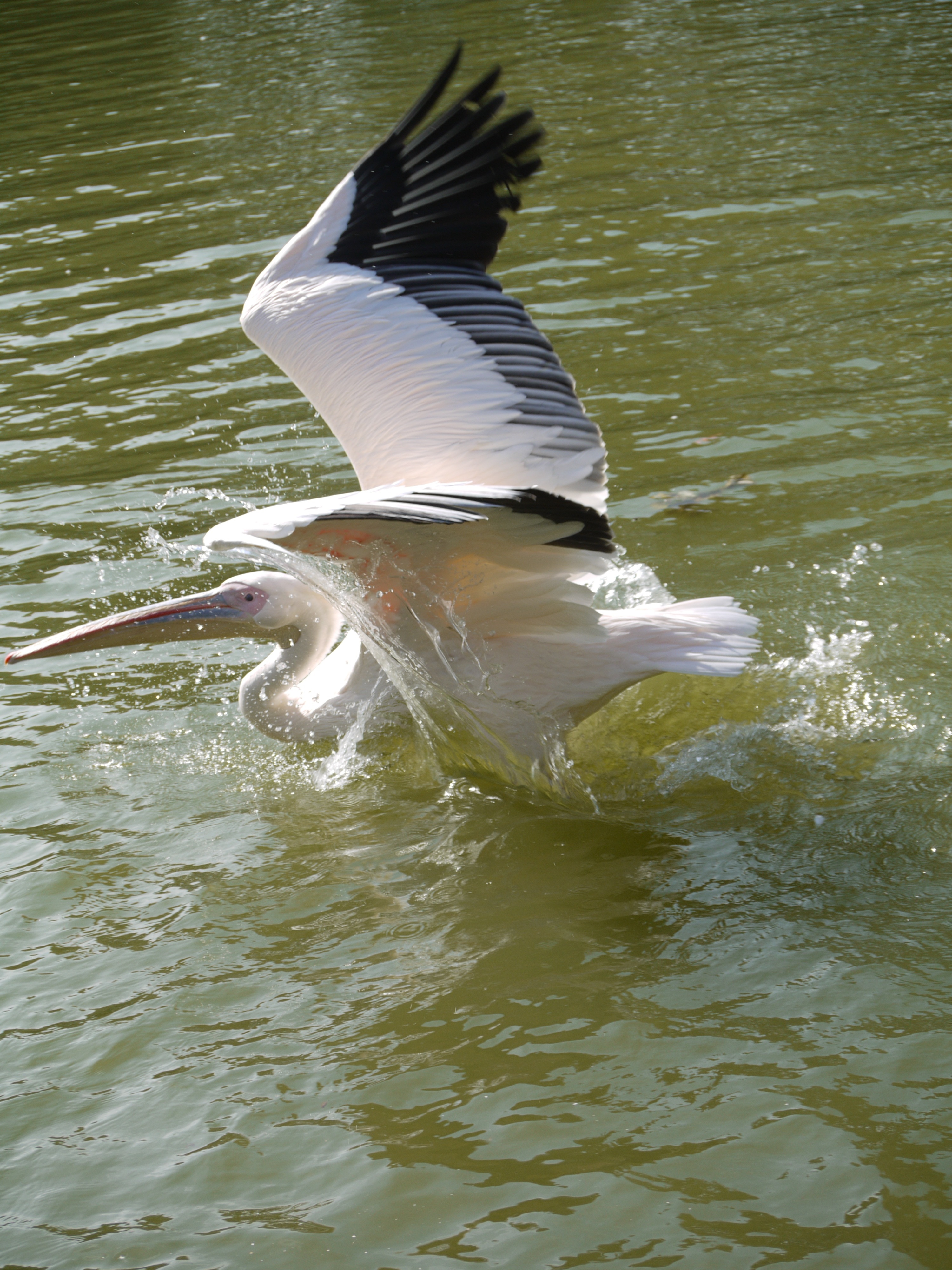 white and black pelican