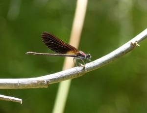 brown dragonfly thumbnail