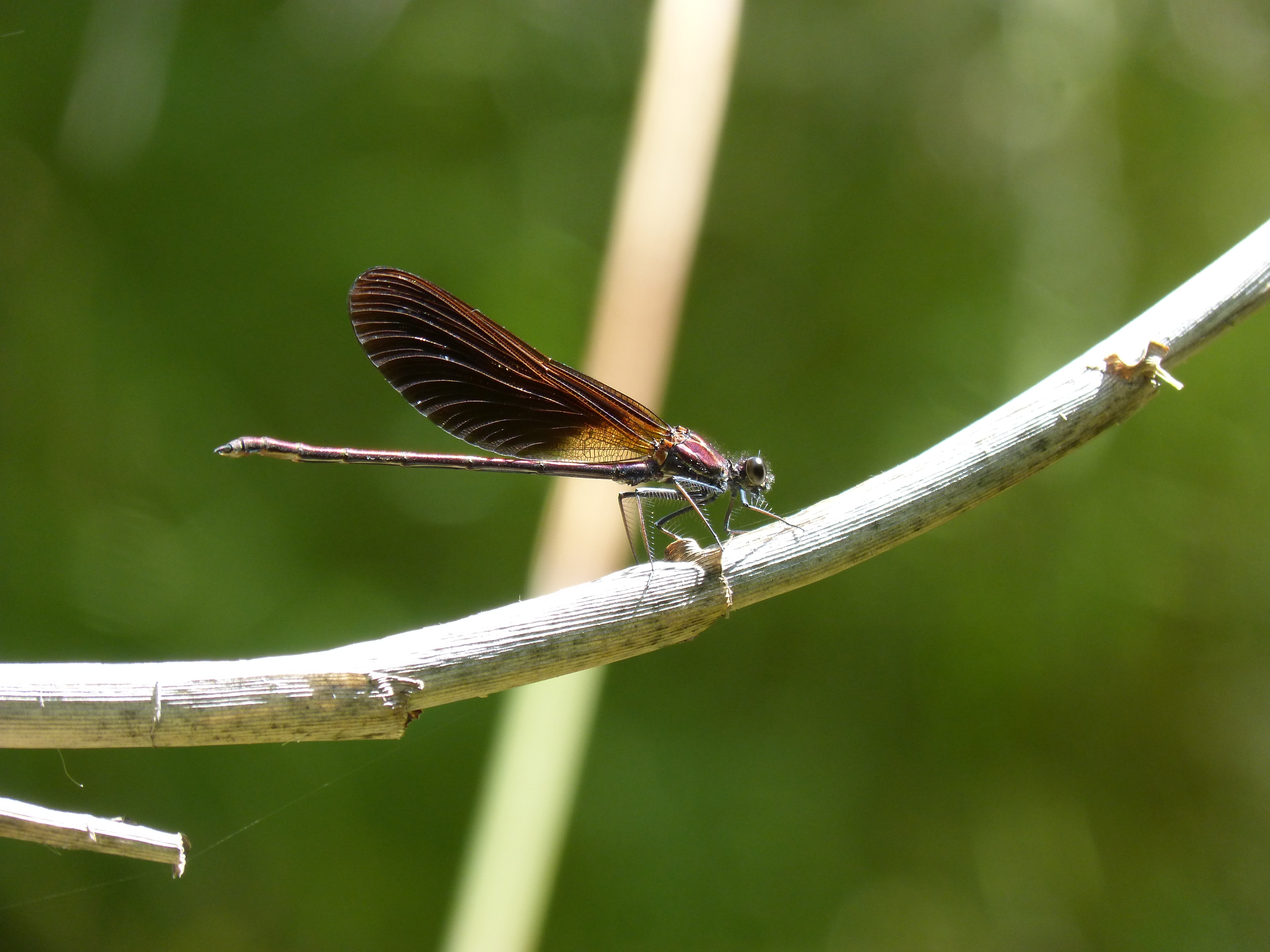 brown dragonfly