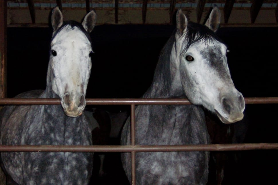 2 white and gray horses preview