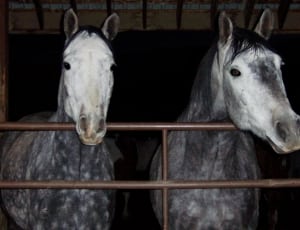 2 white and gray horses thumbnail