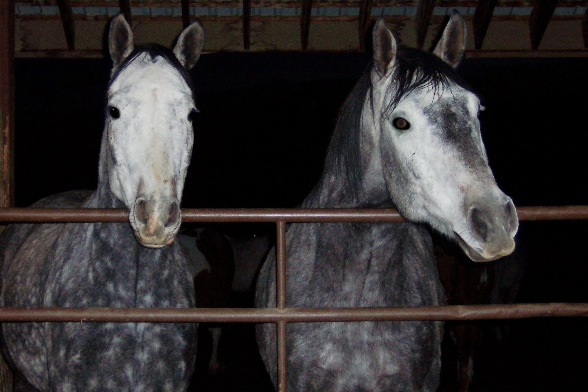 2 white and gray horses