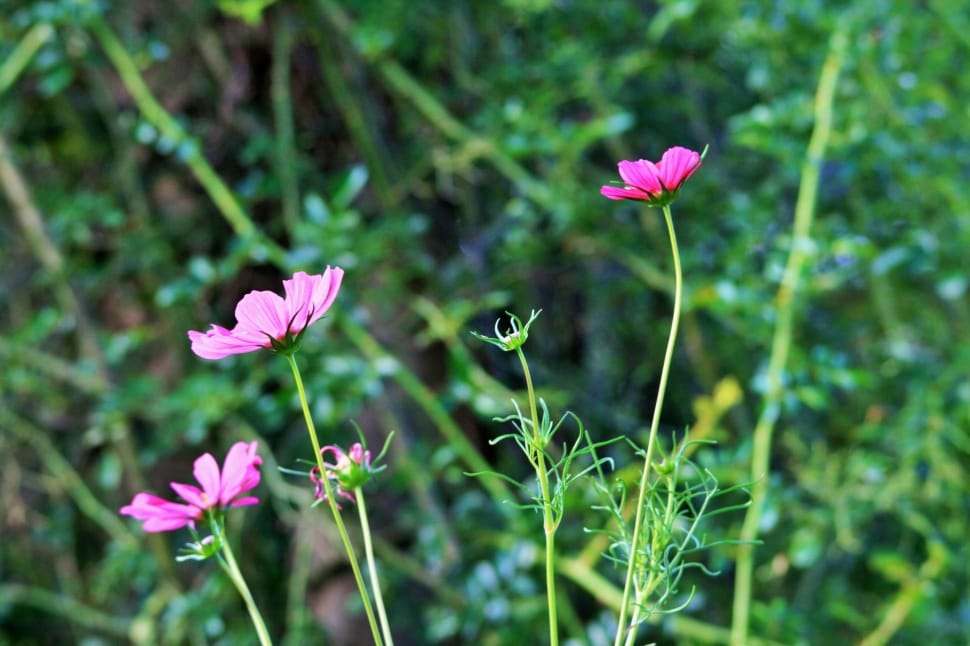 pink cosmos flowers preview