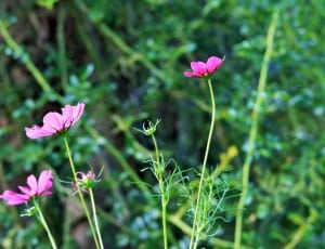 pink cosmos flowers thumbnail