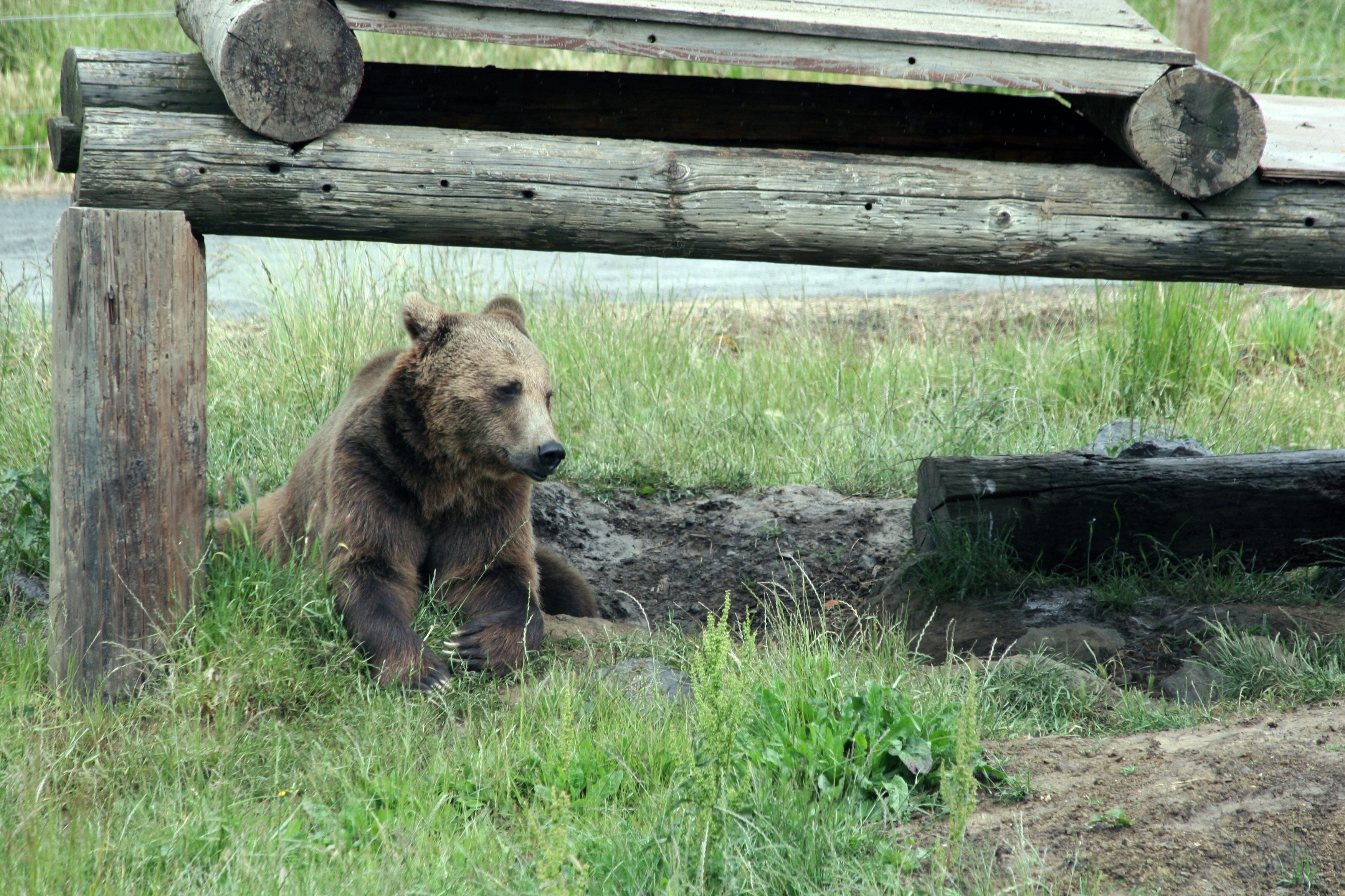 brown grizzly bear