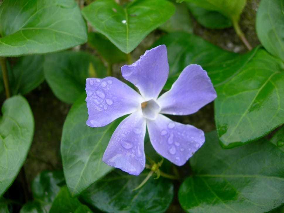 purple 5 petals flower preview