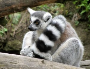 gray and white raccoon thumbnail