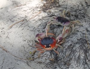 2 crab thumbnail