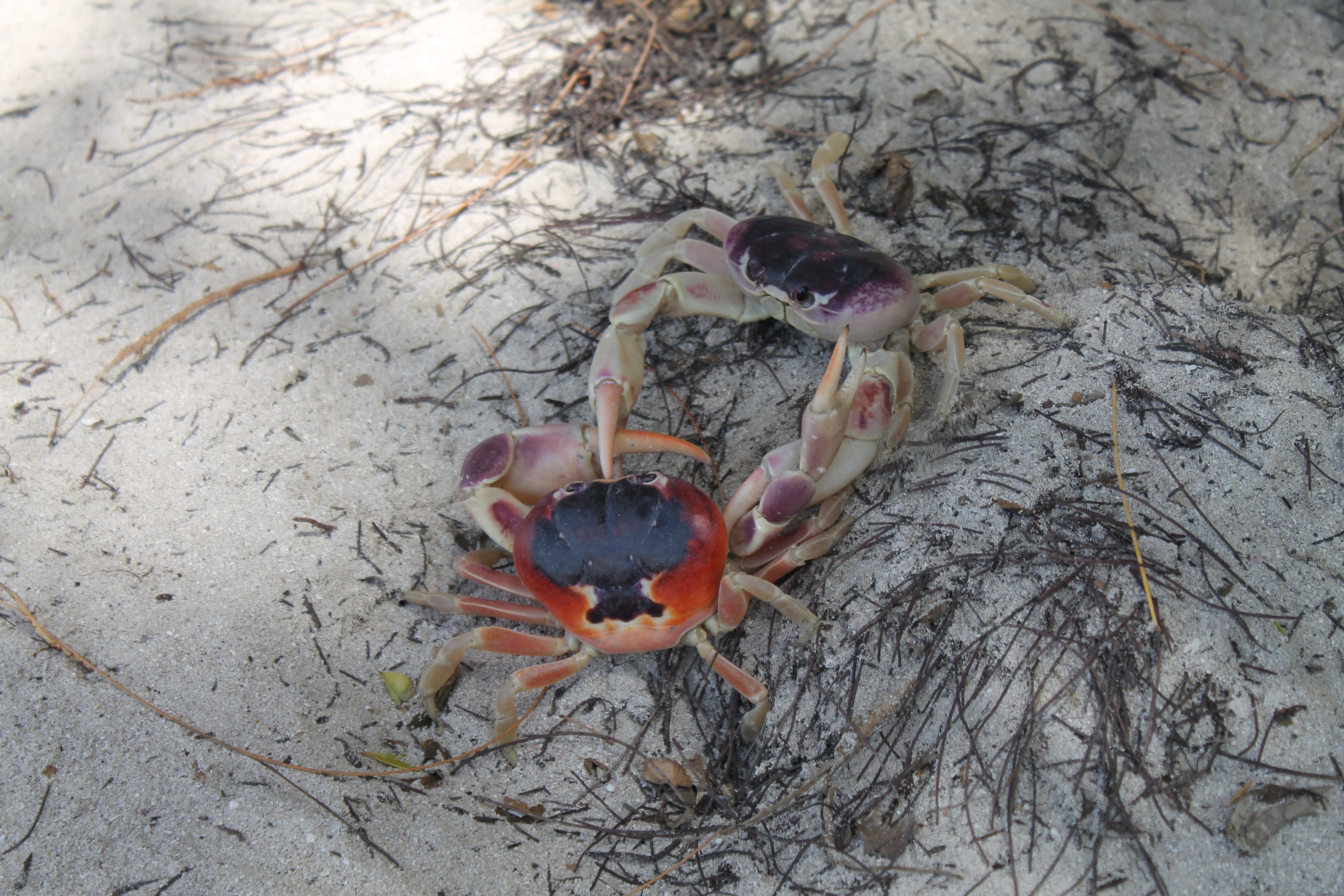 2 crab