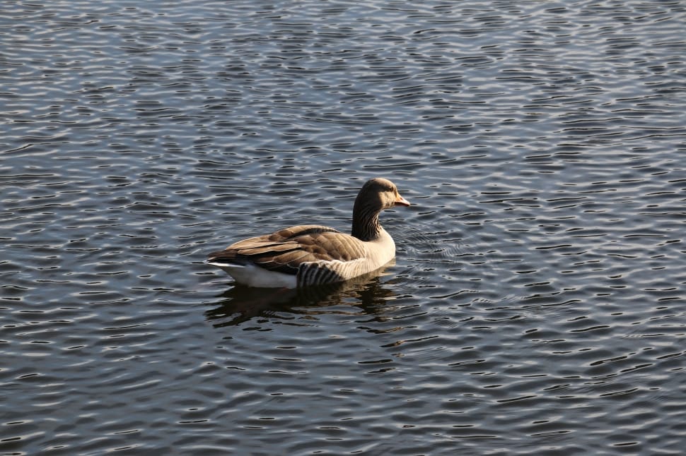 female mallard duck on rippling body of water preview