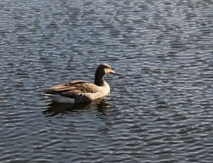 female mallard duck on rippling body of water thumbnail