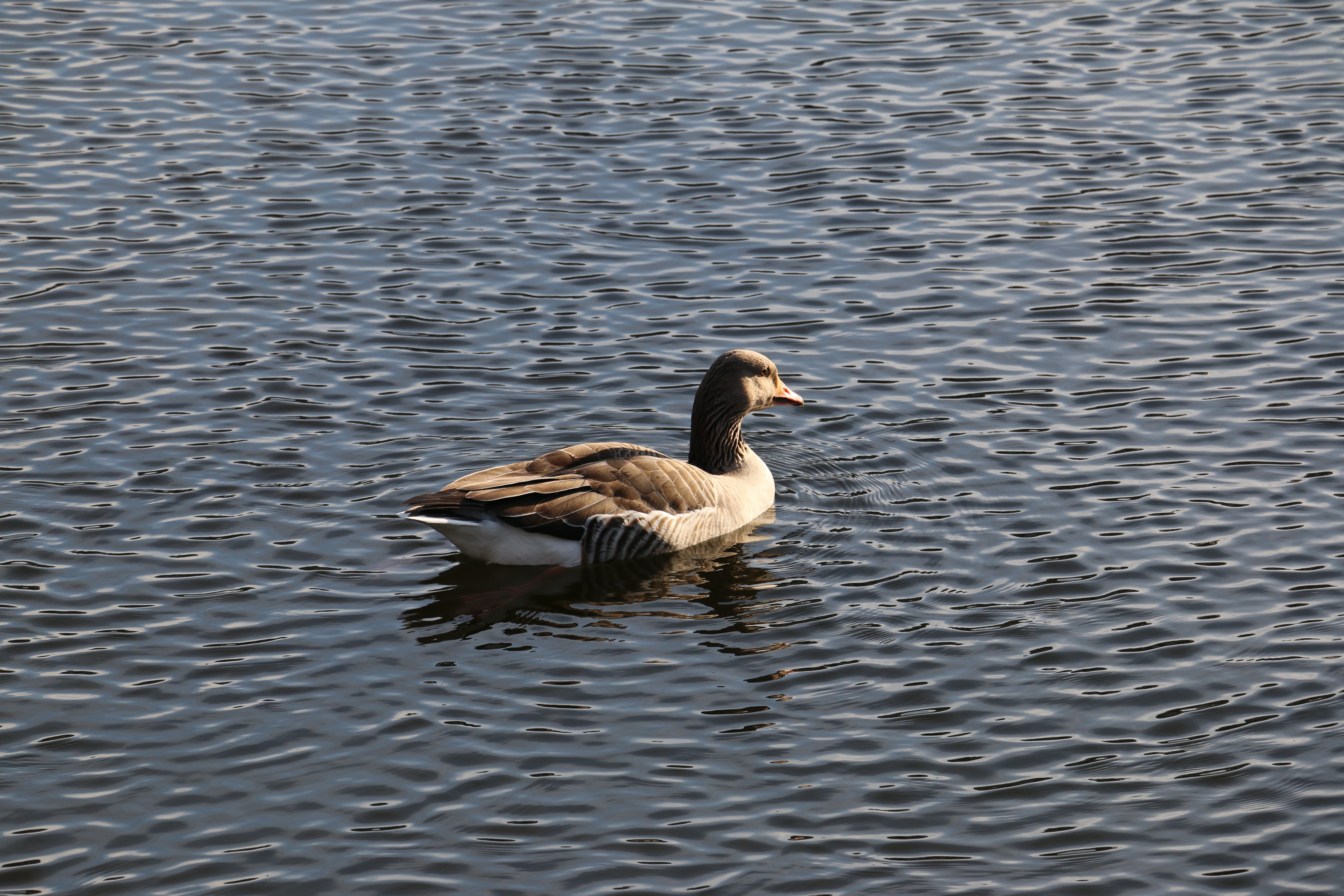 female mallard duck on rippling body of water