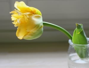 yellow petal flower in glass vase thumbnail