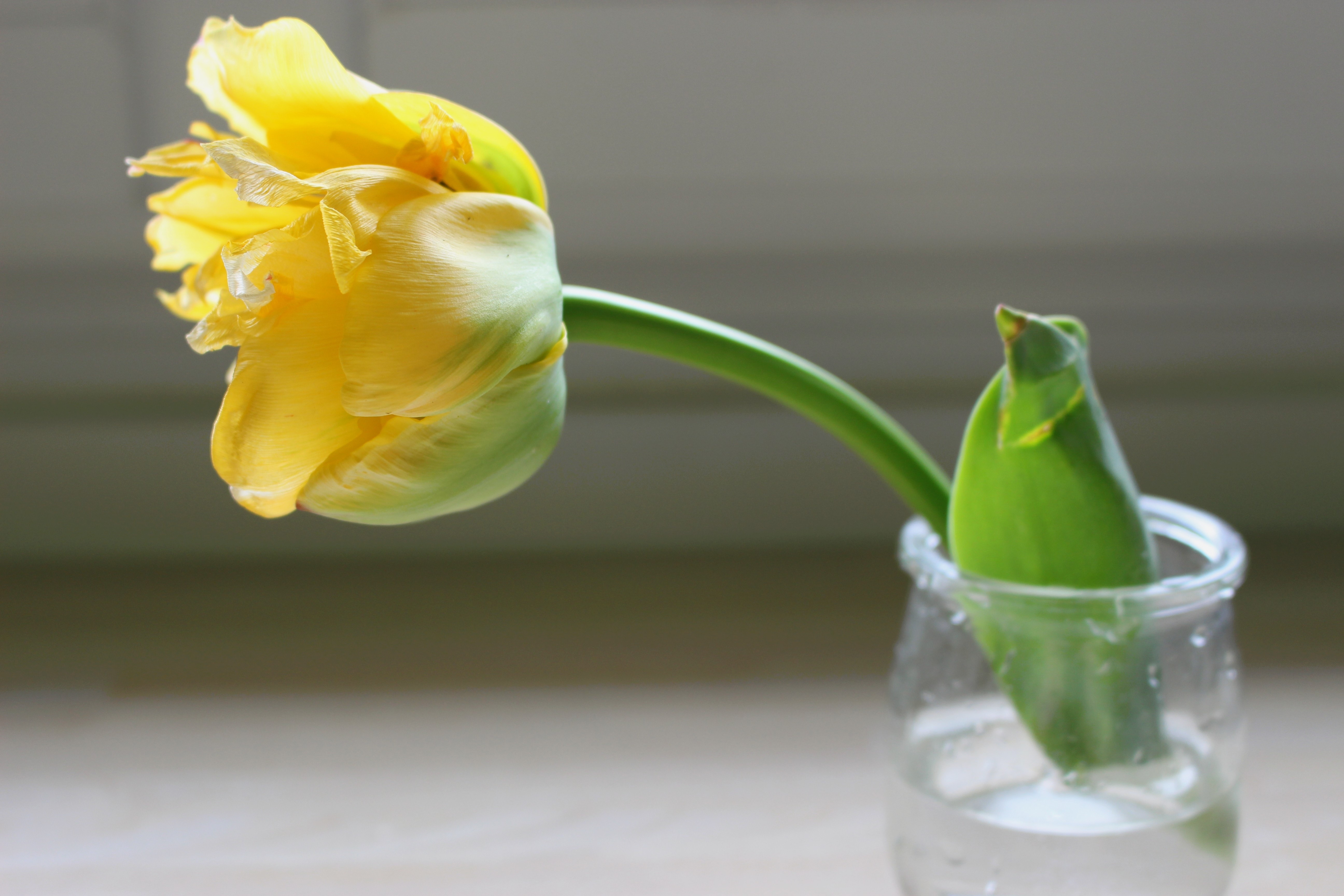 yellow petal flower in glass vase